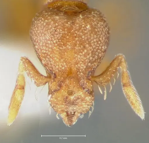 Strumigenys maxillaris specimen CASENT0005996 image casent0005996_2