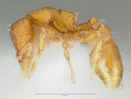 Strumigenys maxillaris specimen CASENT0005996 image casent0005996_3