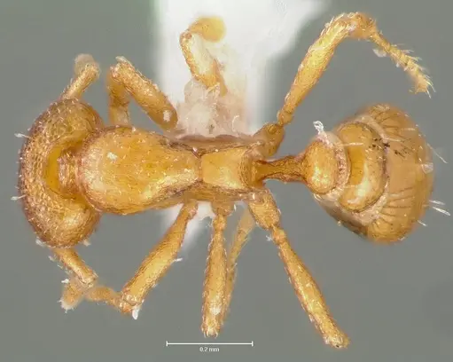 Strumigenys maxillaris specimen CASENT0005999 image casent0005999_1