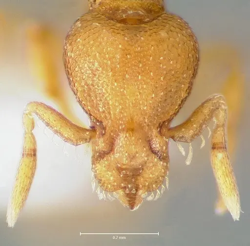 Strumigenys maxillaris specimen CASENT0005999 image casent0005999_2