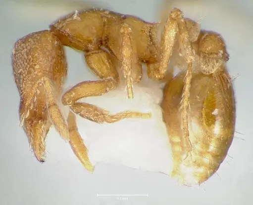 Strumigenys maxillaris specimen CASENT0005999 image casent0005999_3
