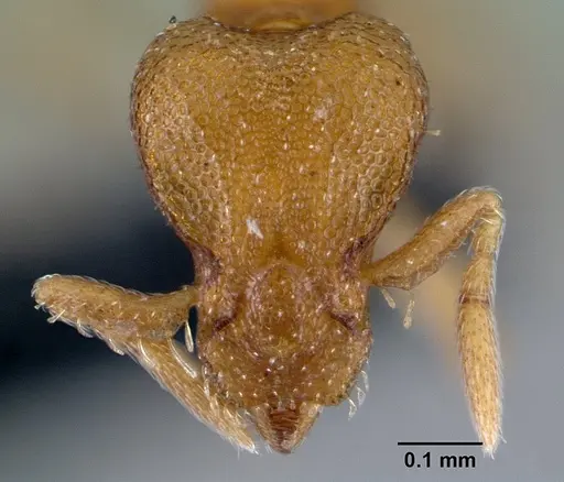 Strumigenys maxillaris specimen CASENT0133614 image casent0133614_2