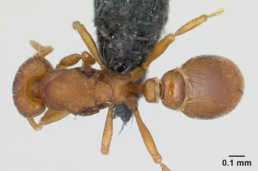 Strumigenys maxillaris specimen CASENT0133619 image casent0133619_1