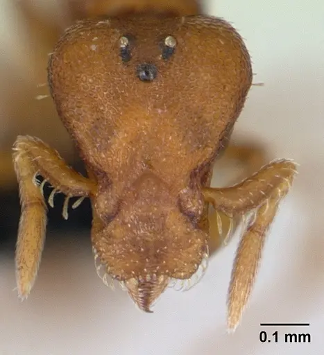 Strumigenys maxillaris specimen CASENT0133619 image casent0133619_2