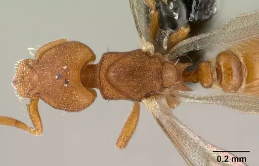 Strumigenys maxillaris specimen CASENT0144831 image casent0144831_1