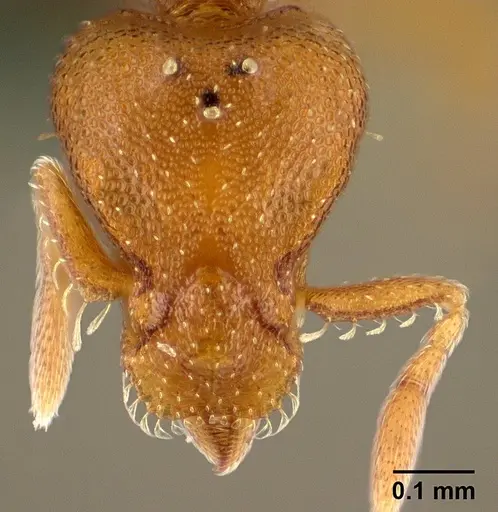 Strumigenys maxillaris specimen CASENT0144831 image casent0144831_2
