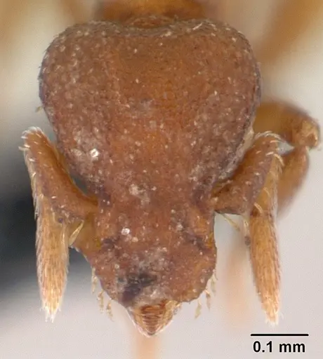 Strumigenys maxillaris specimen CASENT0149211 image casent0149211_2