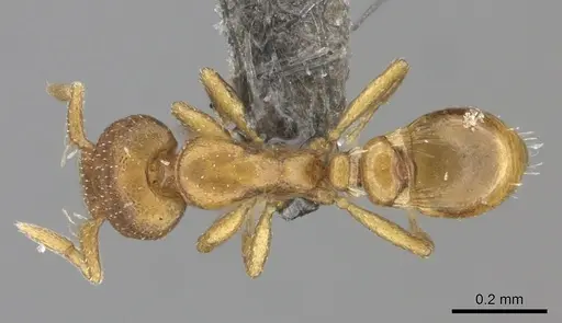 Strumigenys maxillaris specimen CASENT0235695 image casent0235695_1