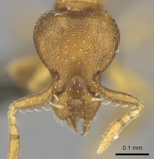 Strumigenys maxillaris specimen CASENT0235695 image casent0235695_2