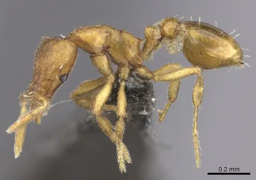 Strumigenys maxillaris specimen CASENT0235695 image casent0235695_3