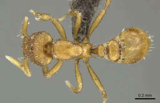 Strumigenys maxillaris specimen CASENT0235994 image casent0235994_1