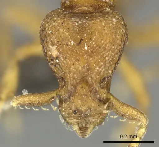 Strumigenys maxillaris specimen CASENT0235994 image casent0235994_2