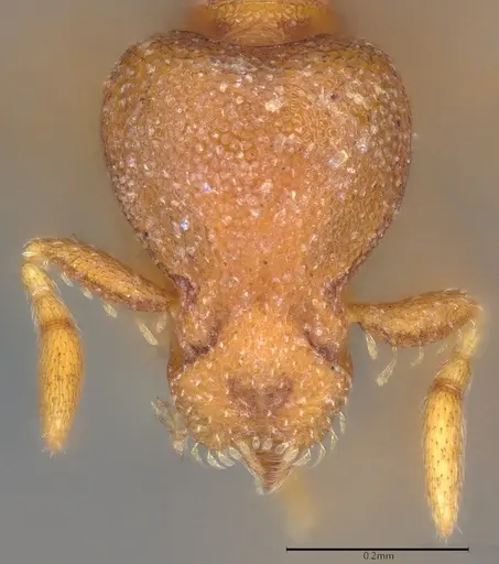 Strumigenys maxillaris specimen CASENT0783821 image casent0783821_1