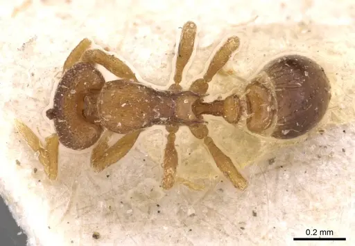 Strumigenys maxillaris specimen CASENT0909343 image casent0909343_1