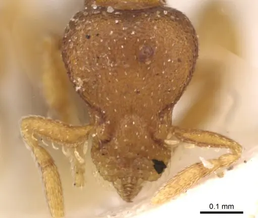 Strumigenys maxillaris specimen CASENT0909343 image casent0909343_2
