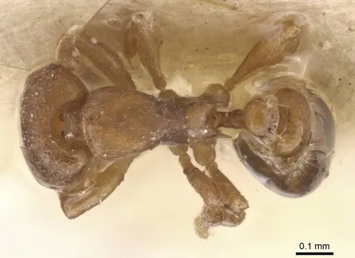 Strumigenys maxillaris specimen CASENT0912848 image casent0912848_1