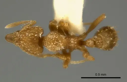 Strumigenys maynei specimen CASENT0217921 image casent0217921_1