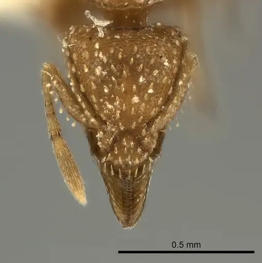 Strumigenys maynei specimen CASENT0217921 image casent0217921_2