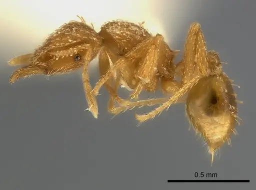 Strumigenys maynei specimen CASENT0217921 image casent0217921_3