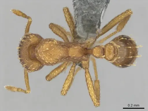 Strumigenys maynei specimen CASENT0815806 image casent0815806_1