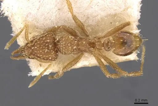 Strumigenys maynei specimen CASENT0909336 image casent0909336_1