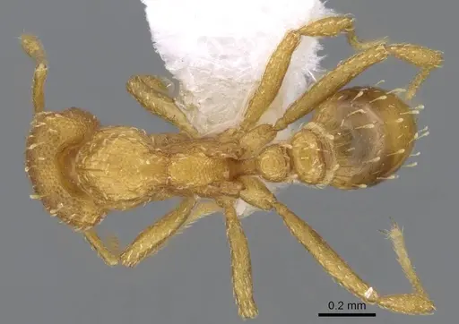 Strumigenys maynei specimen CASENT0914719 image casent0914719_1