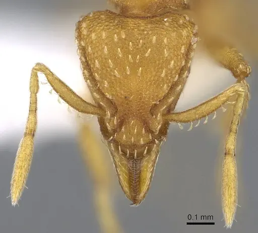 Strumigenys maynei specimen CASENT0914719 image casent0914719_2