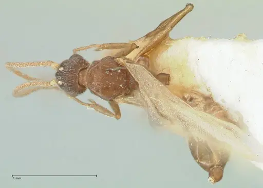 Strumigenys maynei specimen FOCOL2165 image focol2165_1