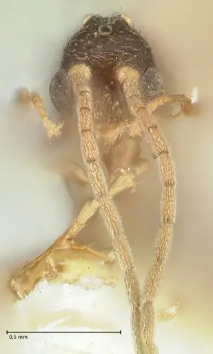 Strumigenys maynei specimen FOCOL2165 image focol2165_2