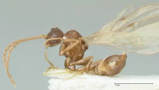 Strumigenys maynei specimen FOCOL2165 image focol2165_3