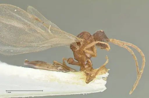 Strumigenys maynei specimen FOCOL2165 image focol2165_4
