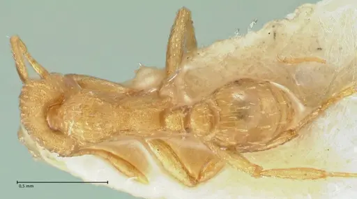 Strumigenys maynei specimen FOCOL2166 image focol2166_1