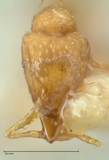 Strumigenys maynei specimen FOCOL2166 image focol2166_2