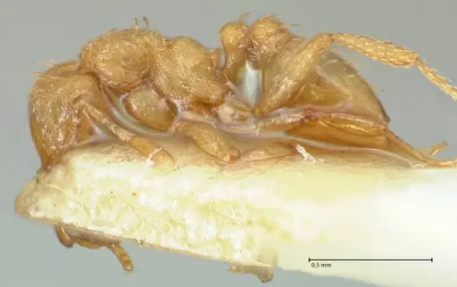 Strumigenys maynei specimen FOCOL2166 image focol2166_3