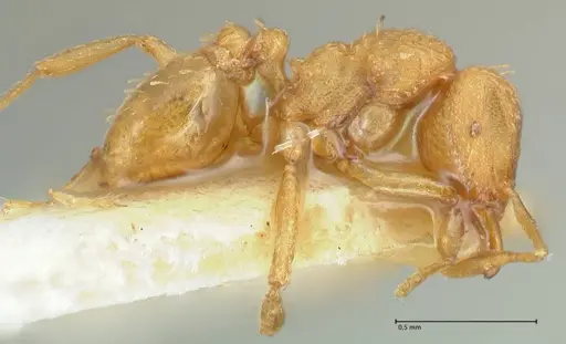 Strumigenys maynei specimen FOCOL2166 image focol2166_4