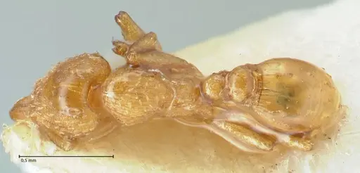 Strumigenys maynei specimen FOCOL2167 image focol2167_1