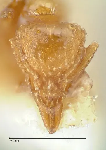 Strumigenys maynei specimen FOCOL2167 image focol2167_2
