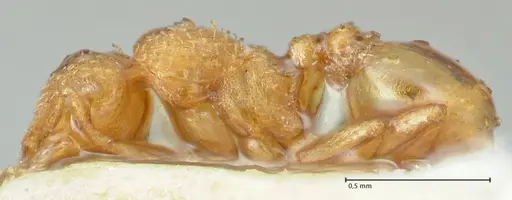 Strumigenys maynei specimen FOCOL2167 image focol2167_3