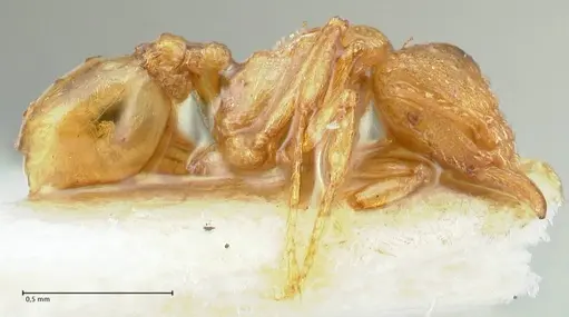 Strumigenys maynei specimen FOCOL2167 image focol2167_4