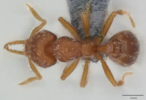 Strumigenys mayri specimen CASENT0374684 image casent0374684_1