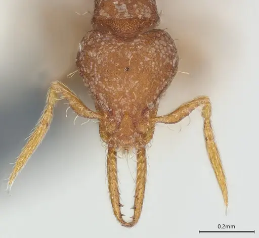 Strumigenys mayri specimen CASENT0374684 image casent0374684_2