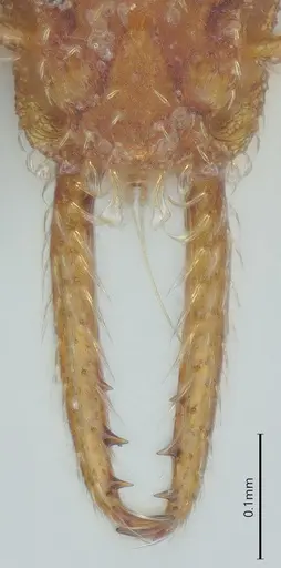 Strumigenys mayri specimen CASENT0374684 image casent0374684_3