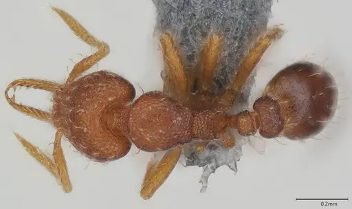Strumigenys mayri specimen CASENT0374950 image casent0374950_1