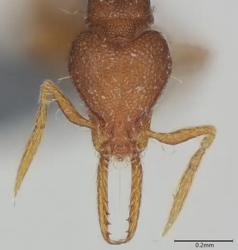 Strumigenys mayri specimen CASENT0374950 image casent0374950_3