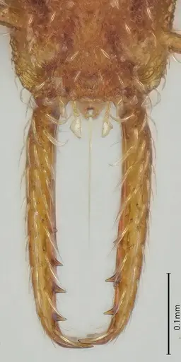 Strumigenys mayri specimen CASENT0374950 image casent0374950_4