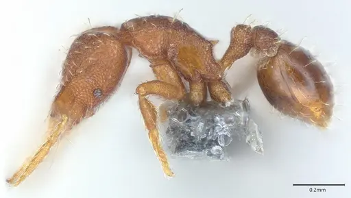 Strumigenys mayri specimen CASENT0374950 image casent0374950_5