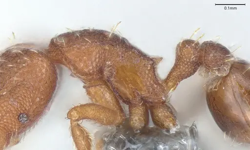 Strumigenys mayri specimen CASENT0374950 image casent0374950_6