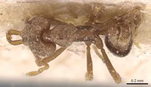 Strumigenys mayri specimen CASENT0904945 image casent0904945_1