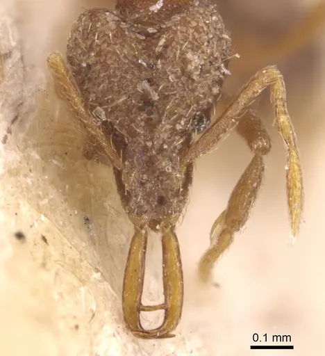 Strumigenys mayri specimen CASENT0904945 image casent0904945_2