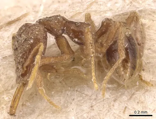 Strumigenys mayri specimen CASENT0904945 image casent0904945_3
